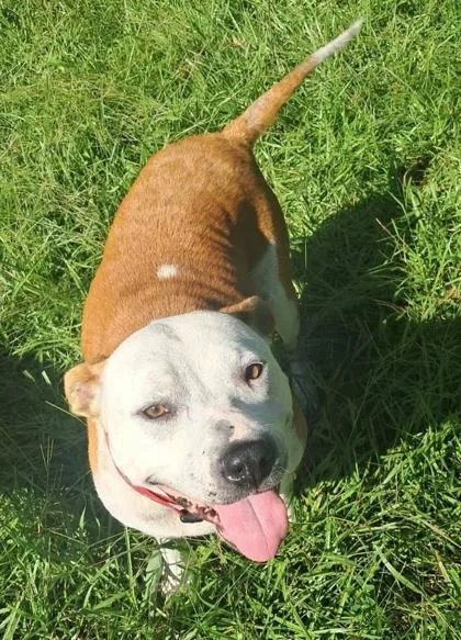 Sunshine thumbnail 3