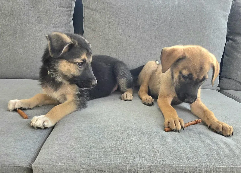 A baby small-sized male Shepherd dog named Woody for adoption in Virginia Beach, VA