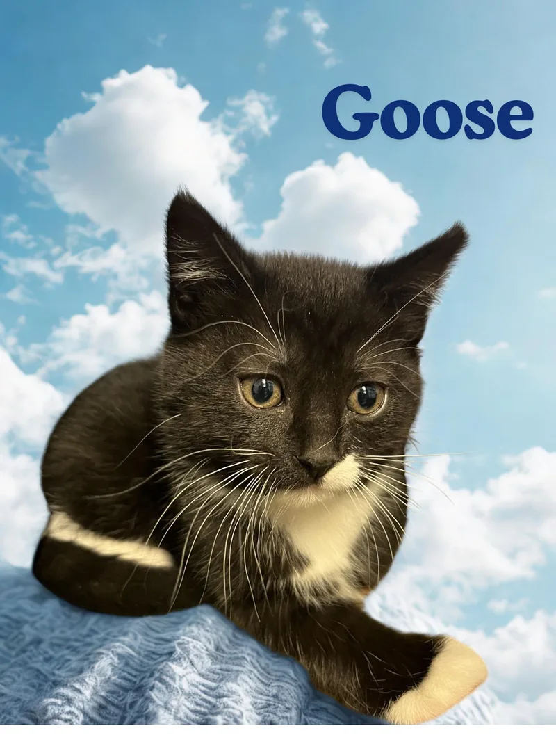 A young medium-sized male Black & White / Tuxedo Domestic Short Hair cat named Goose for adoption in Orleans, VT