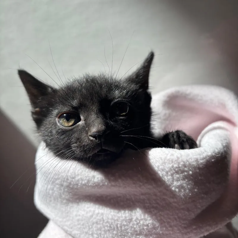 A baby small-sized male Black Domestic Short Hair cat named Thread for adoption in Washington Township, OH