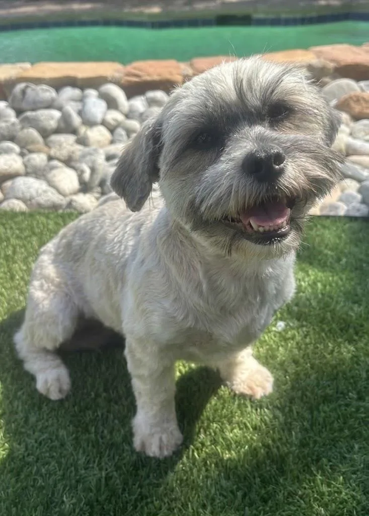 A young small-sized female Shih Tzu dog named Kira for adoption in Dallas, TX