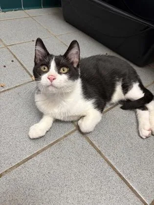 A baby small-sized male Domestic Short Hair cat named Curtis for adoption in Honolulu, HI