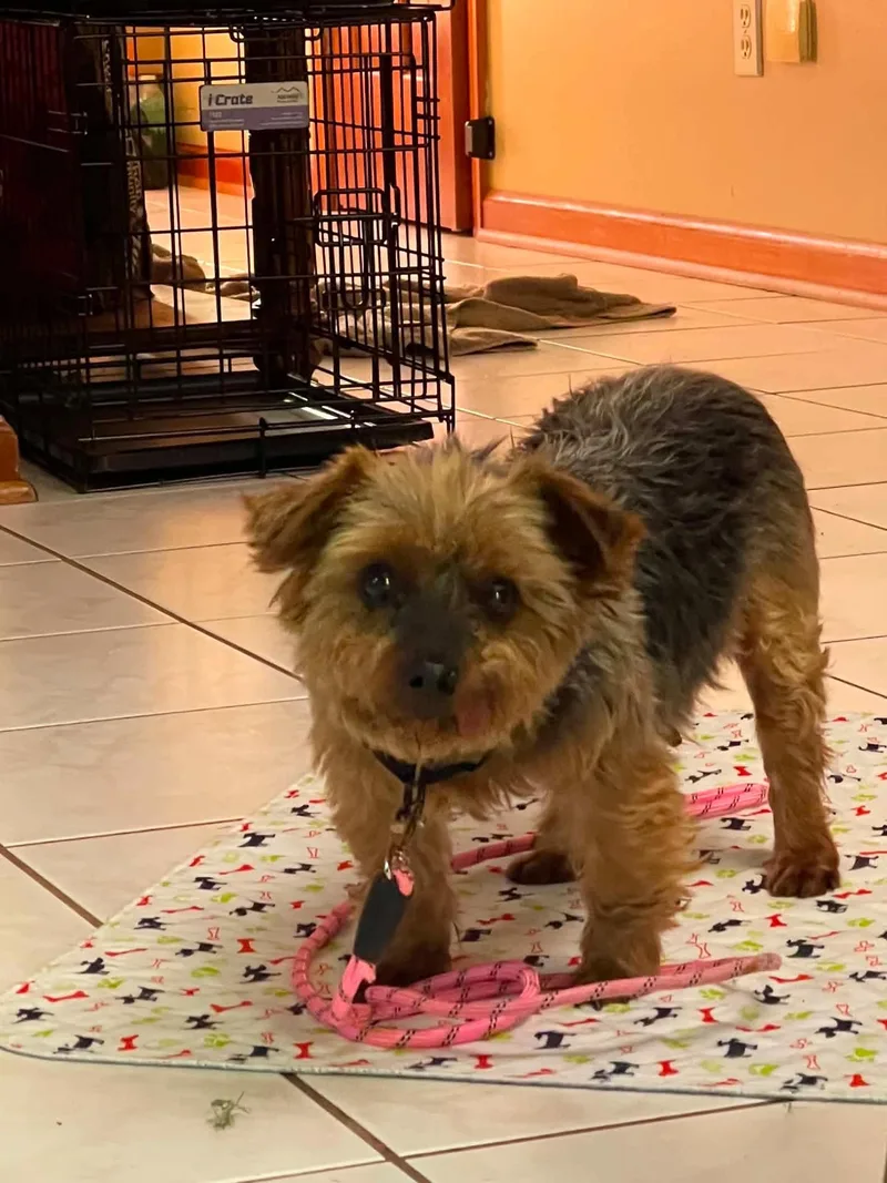 An adult small-sized female Brown / Chocolate Yorkshire Terrier dog named Holly for adoption in Brunswick, ME