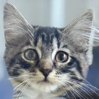 A baby medium-sized female Domestic Medium Hair cat named Olivia Benson for adoption in Pleasanton, CA
