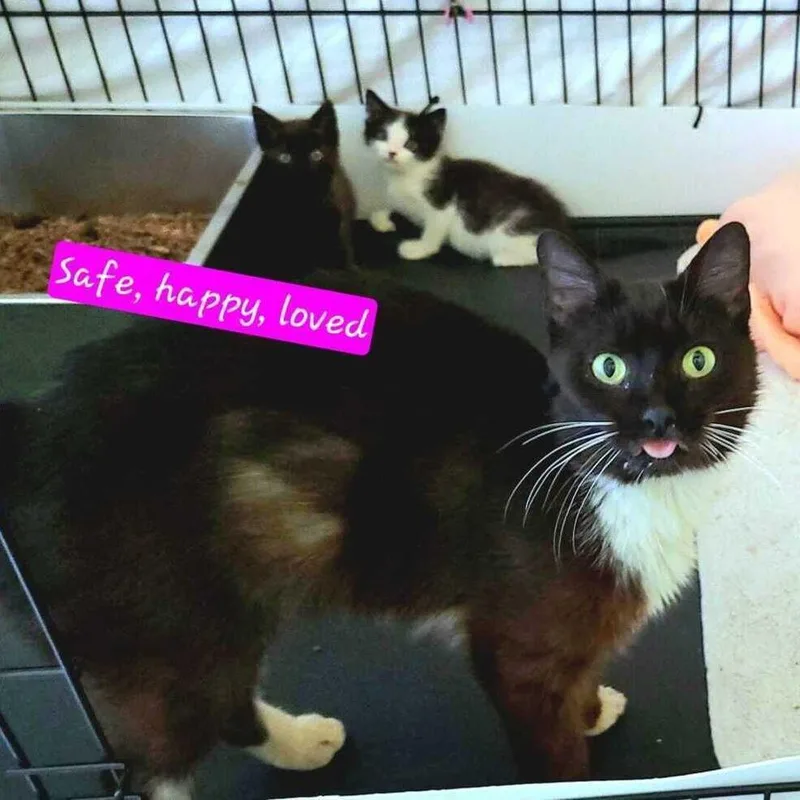 A baby small-sized female Black Domestic Short Hair cat named Laney for adoption in Jessup, MD