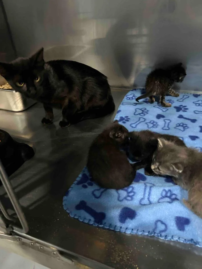 A young small-sized female American Shorthair cat named Lily for adoption in Glen Rose, TX