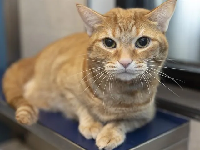 An adult medium-sized male Domestic Short Hair cat named Sox for adoption in Phoenix, AZ
