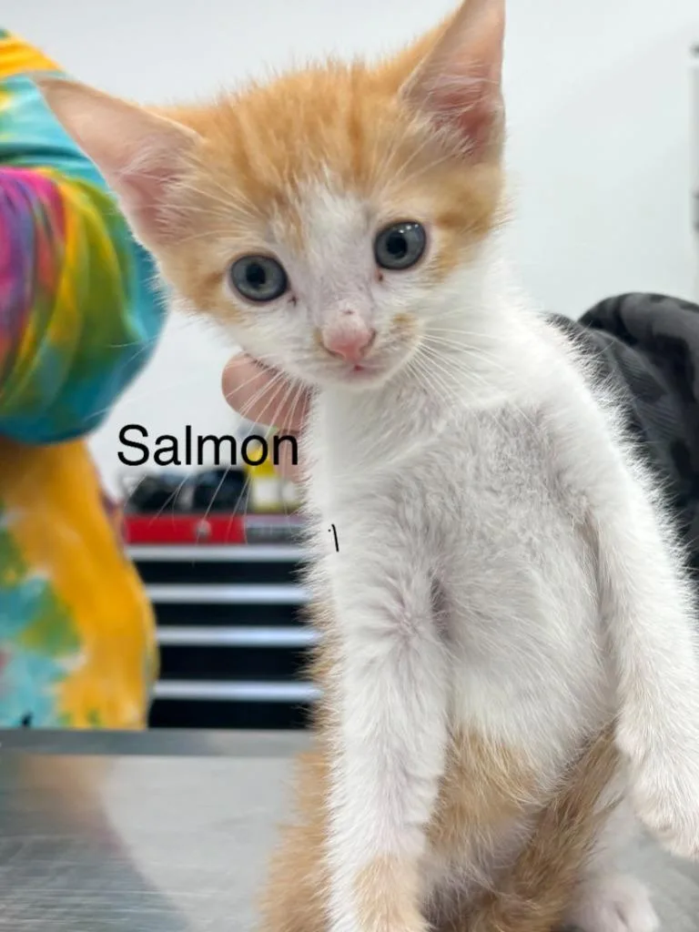 A baby small-sized male Domestic Short Hair cat named Salmon for adoption in Cambridge, MD