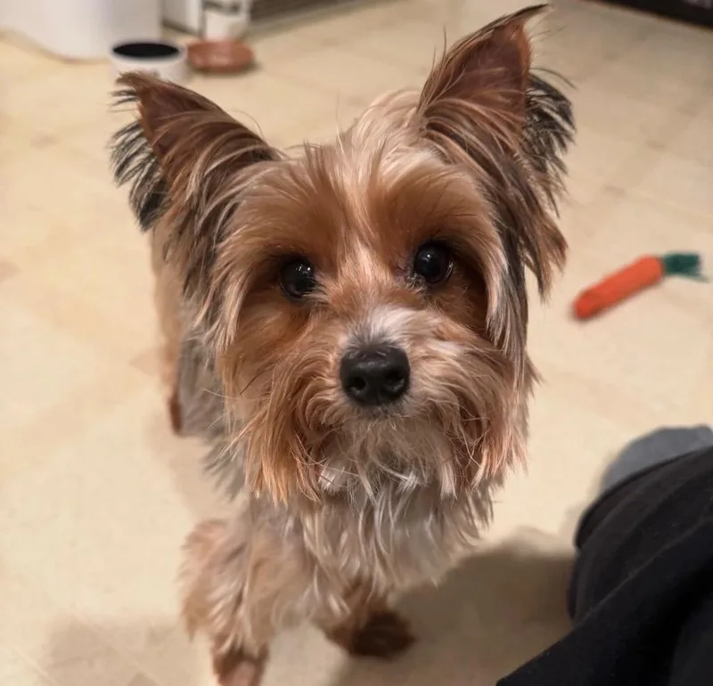 A young medium-sized female Yorkshire Terrier dog named Yuki for adoption in Port Jervis, NY