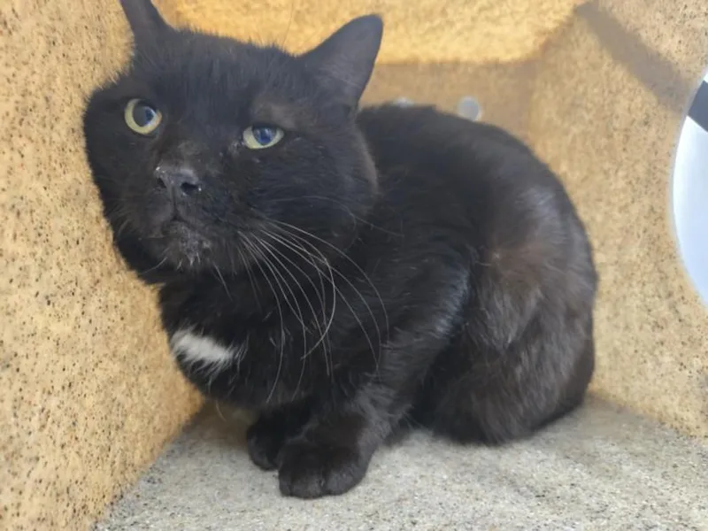 An adult large-sized male Domestic Short Hair cat named Ansel for adoption in Hagerstown, MD