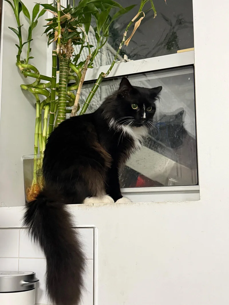 A young medium-sized male Black & White / Tuxedo Domestic Long Hair cat named Truffles for adoption in Brooklyn, NY