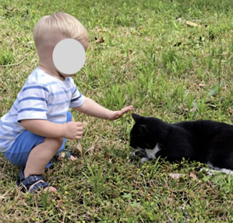 An adult medium-sized female Brown / Chocolate Snowshoe cat named Cali And Tommy for adoption in Amherst, MA