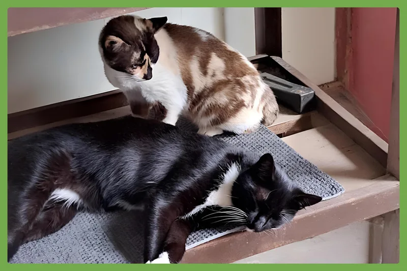 Cali And Tommy thumbnail 5
