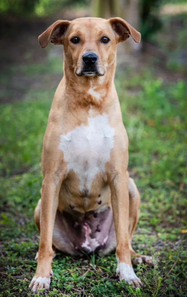 A young medium-sized female Mixed Breed dog named Ash for adoption in Ocala, FL