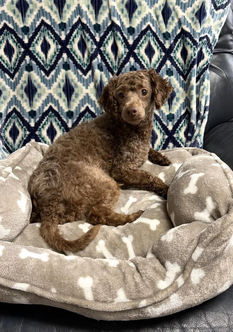 Cornelius