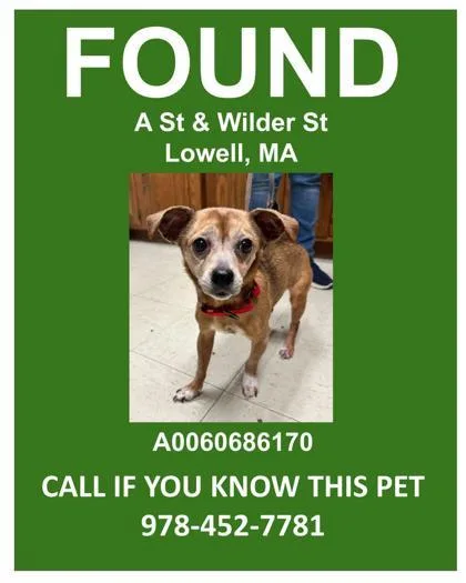 Wilder Stray thumbnail 2