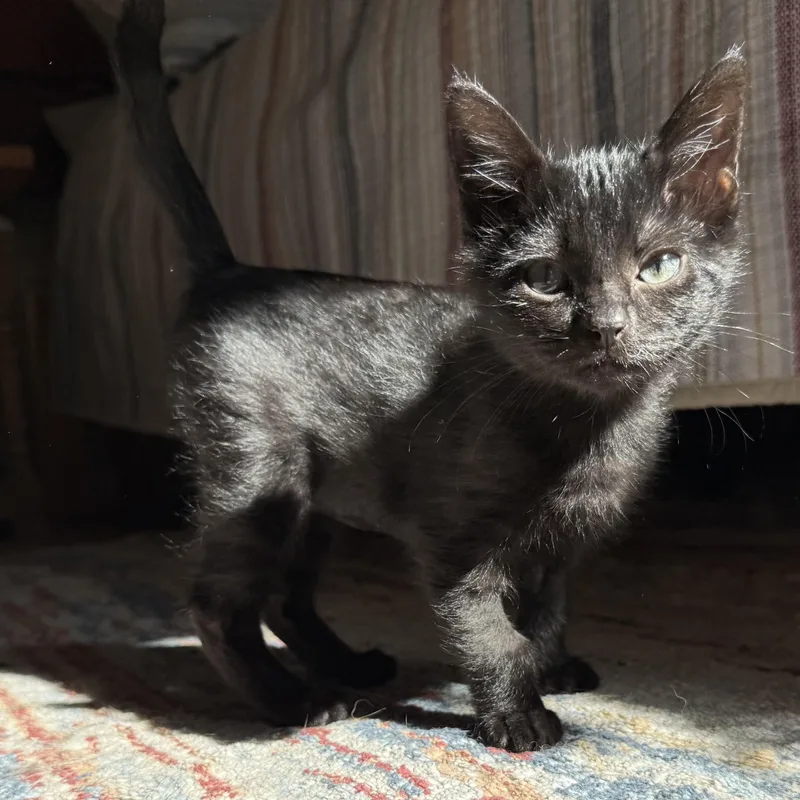 A baby medium-sized female Buff / Tan / Fawn Domestic Short Hair cat named OnX for adoption in Springfield, OR