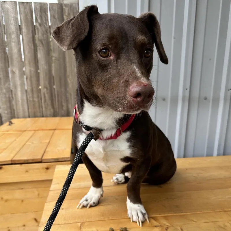 Kenai K