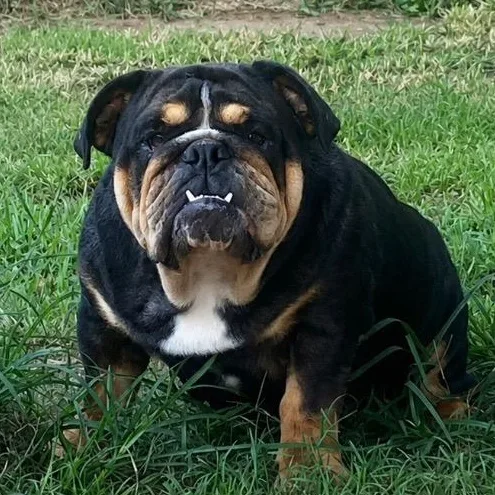 Biscuit