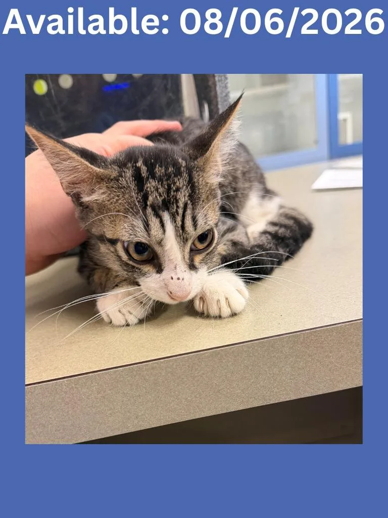 A baby medium-sized male Domestic Short Hair cat named Cat Condo Cricket for adoption in Greenville, TX