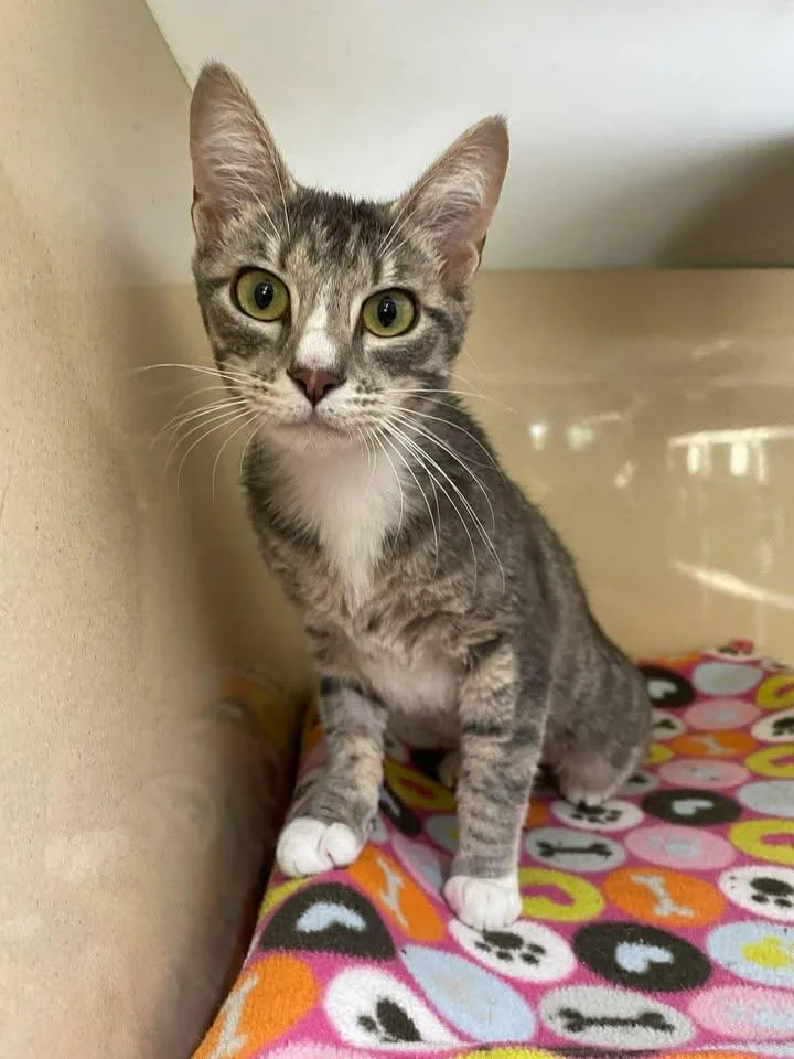 An adult medium-sized female Domestic Short Hair cat named Gracie for adoption in Stillwater, OK