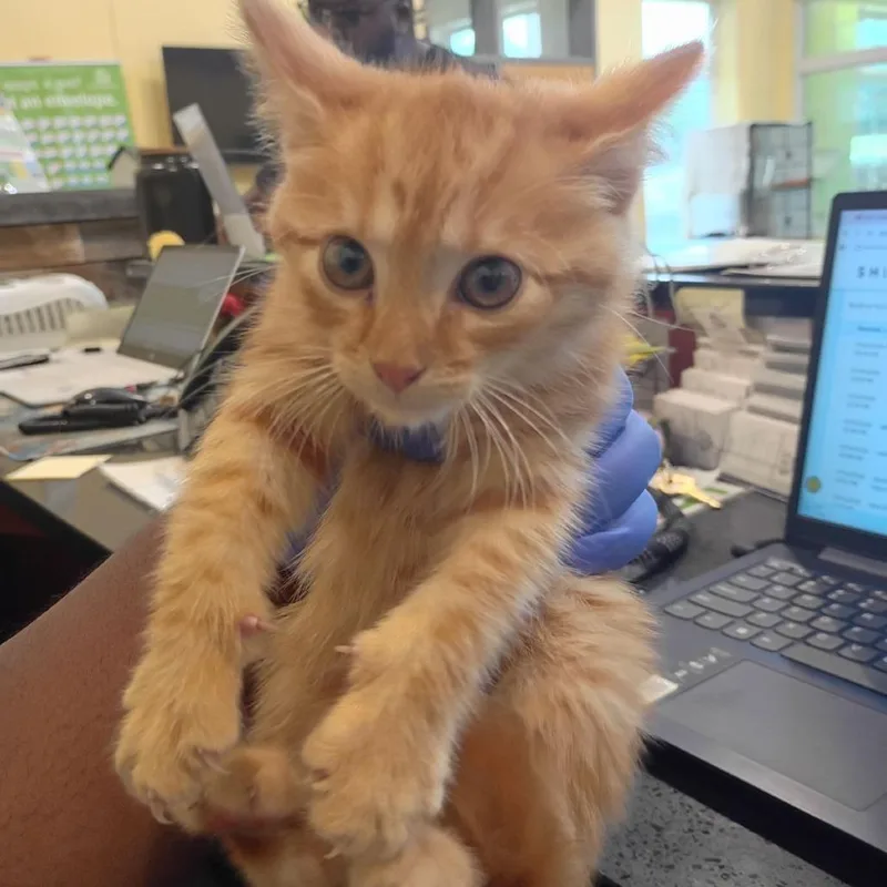 A baby small-sized male Orange / Red Domestic Short Hair cat named Haumea for adoption in Lynchburg, VA
