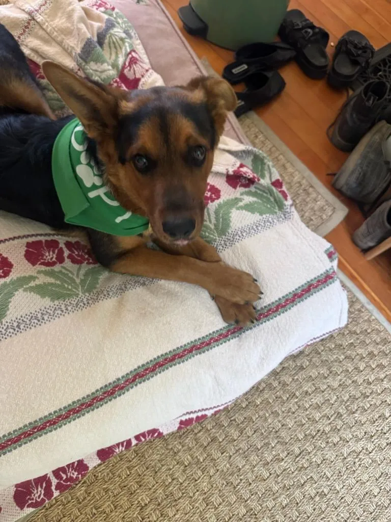 A young medium-sized male Brown / Chocolate Cattle Dog dog named Bradley Cooper for adoption in Manhattan Beach, CA