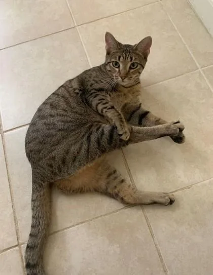 An adult medium-sized female Domestic Short Hair cat named Luna Devana for adoption in Fairfax, VA