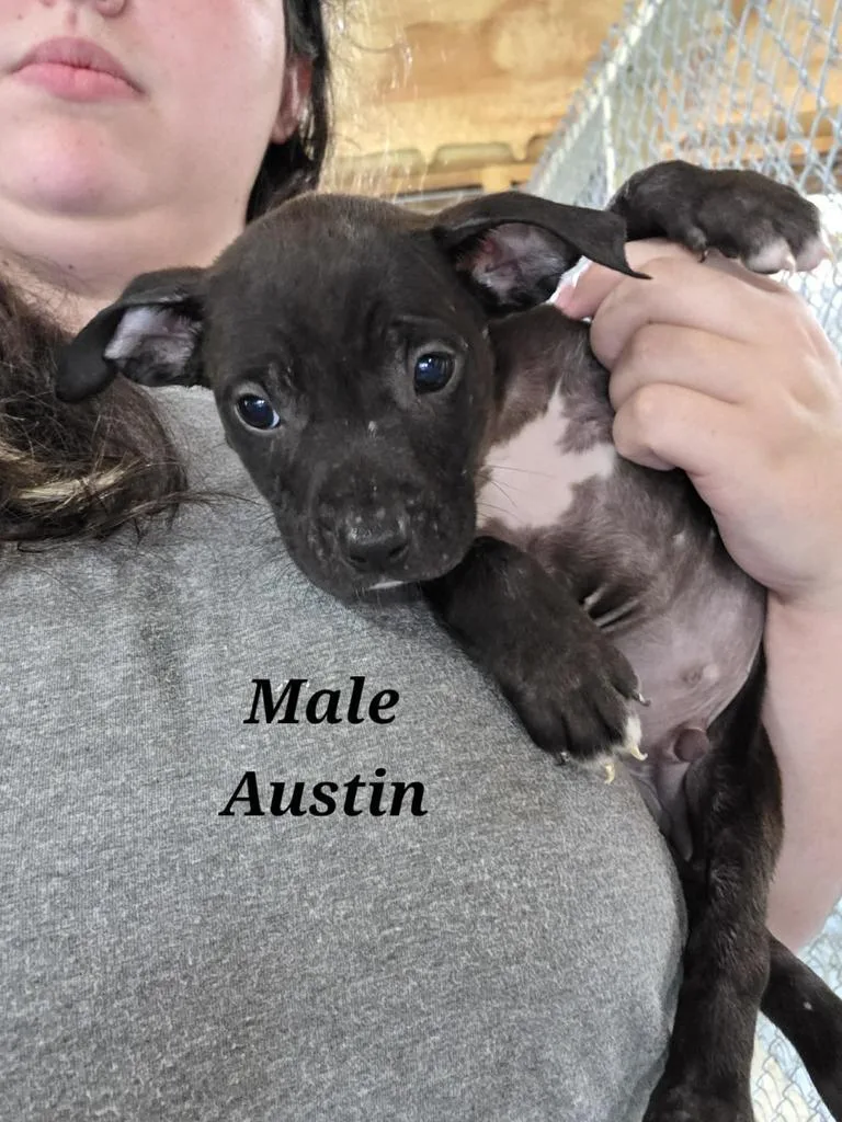 Austin