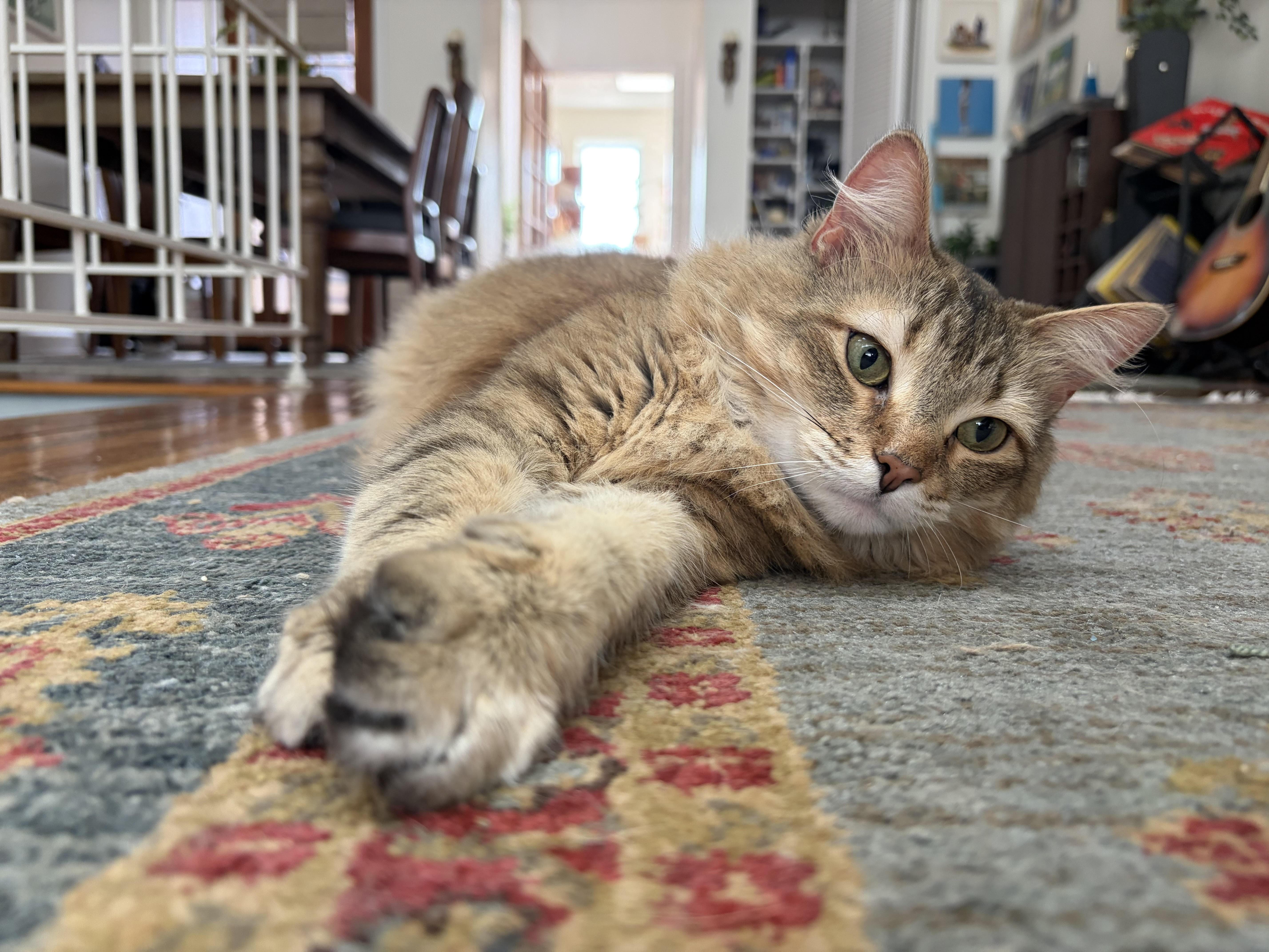 An adult medium-sized female Tabby (Brown / Chocolate) Domestic Long Hair cat named Chai for adoption in Fairfax, VA