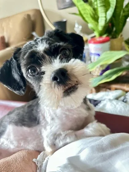 Poppy
