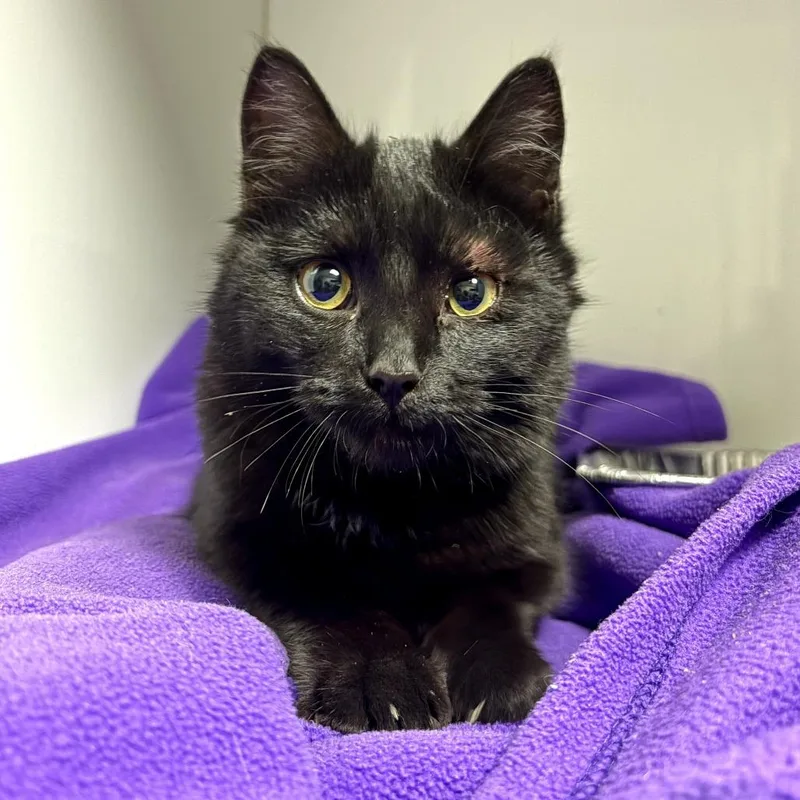 Lord Fluffington thumbnail 2