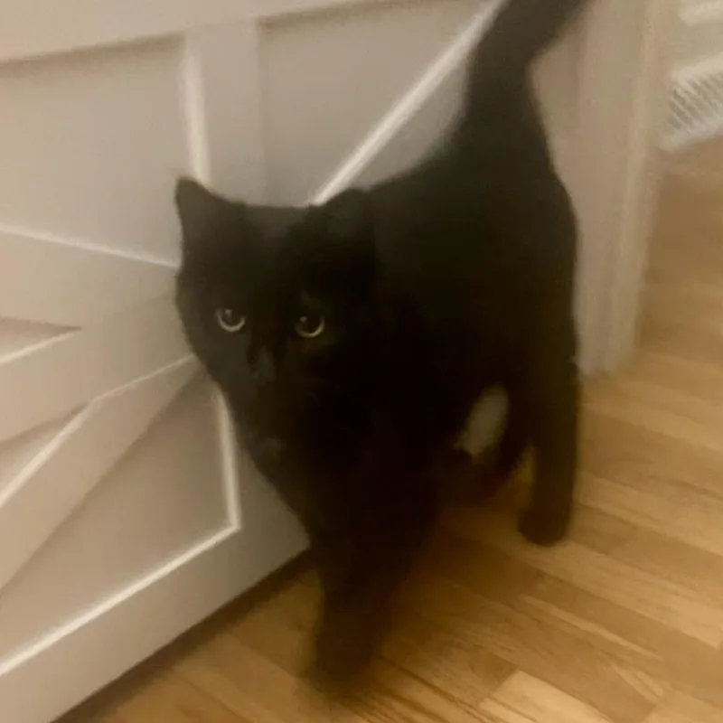 Lord Fluffington thumbnail 3