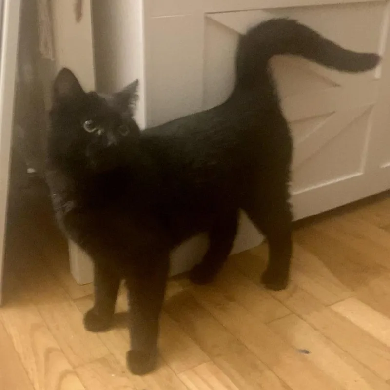 Lord Fluffington thumbnail 4