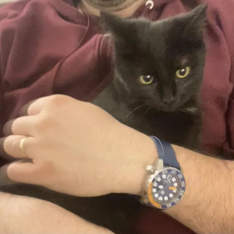 Lord Fluffington thumbnail 5