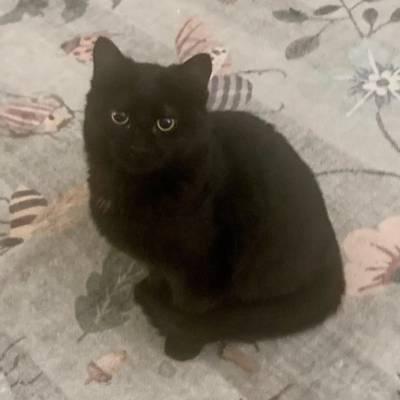 Lord Fluffington thumbnail 6