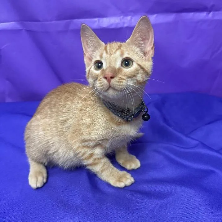 A baby small-sized male Orange / Red Domestic Short Hair cat named Whitley for adoption in North Myrtle Beach, SC