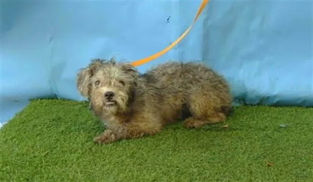 A young small-sized male Terrier dog named Hughie for adoption in Gardena, CA