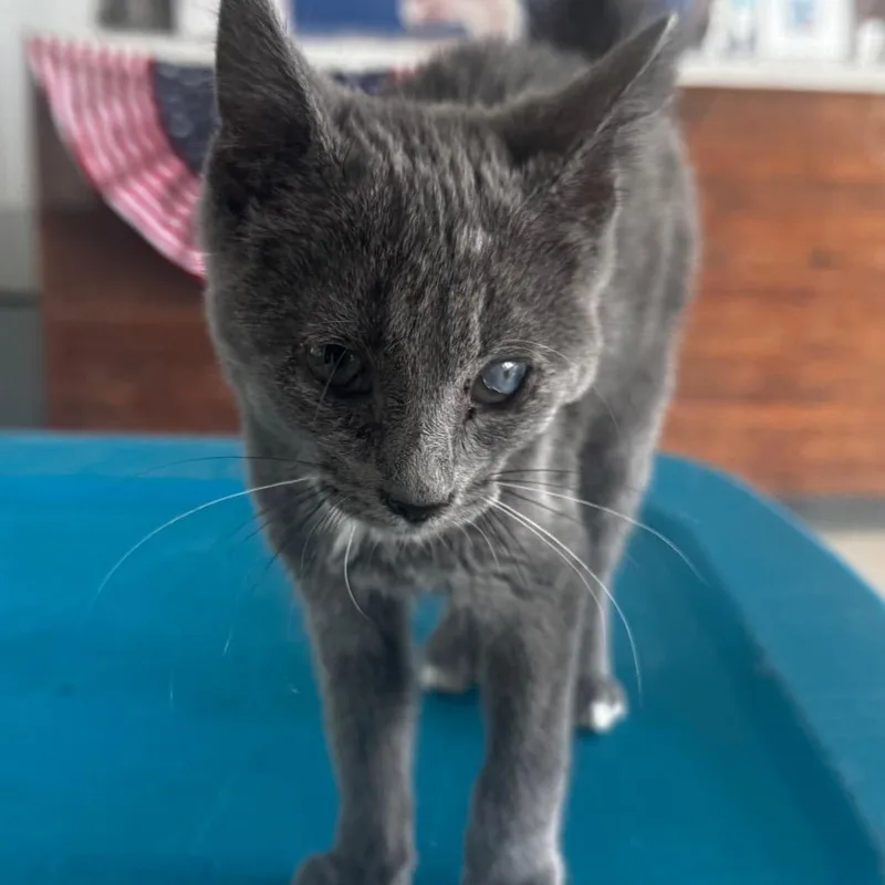 A young medium-sized female Gray / Blue / Silver Domestic Short Hair cat named Flotsam for adoption in Clarksdale, MS
