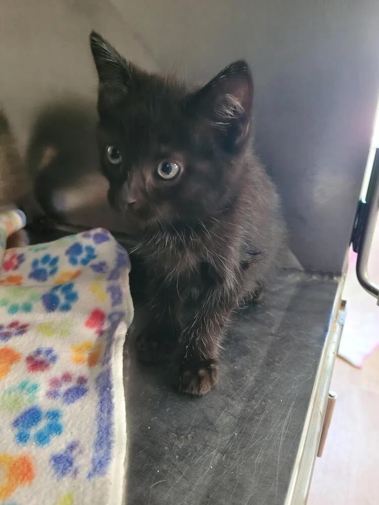 A baby small-sized male Black Domestic Short Hair cat named Emerson for adoption in Linton, IN
