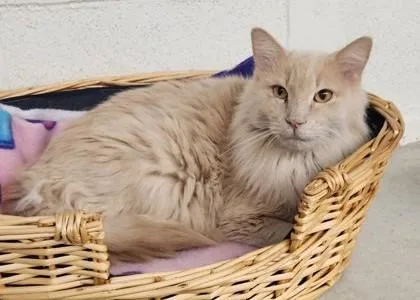 An adult large-sized male Domestic Medium Hair cat named Moe for adoption in Butte, MT