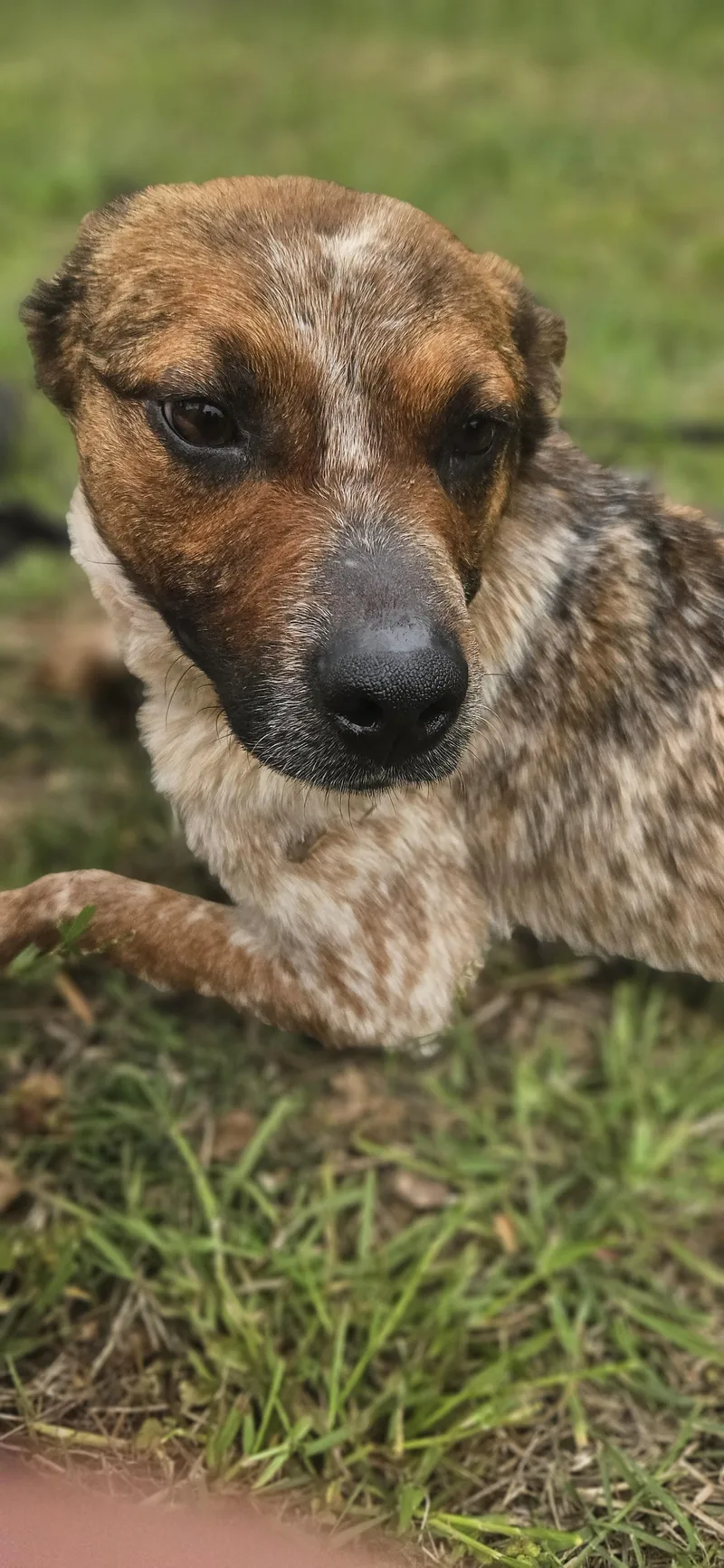 A young small-sized male Merle (Red) Australian Cattle Dog / Blue Heeler dog named Huckleberry for adoption in Perryville, AR