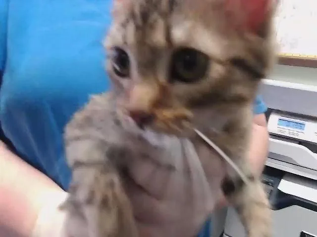 A baby small-sized female Domestic Short Hair cat named Pulse for adoption in Tulsa, OK