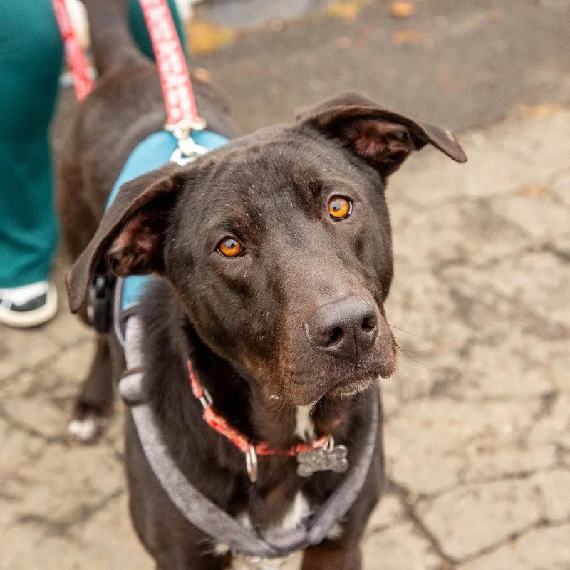 A young large-sized male Labrador Retriever dog named Nugget for adoption in Bloomfield, CT