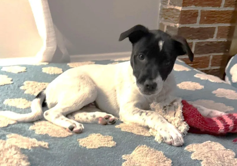 A baby medium-sized female Jack Russell Terrier dog named Rizzo Mgo In Ri for adoption in Warwick, RI