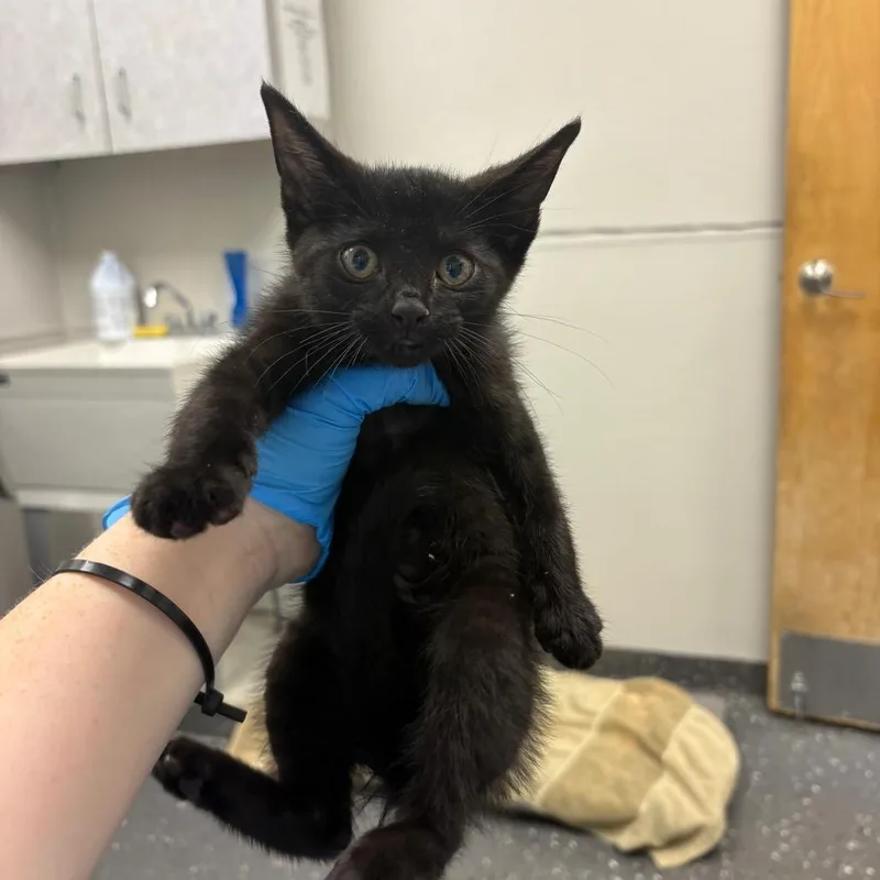 A baby small-sized male Black Domestic Short Hair cat named Meowinase for adoption in Columbiana, AL