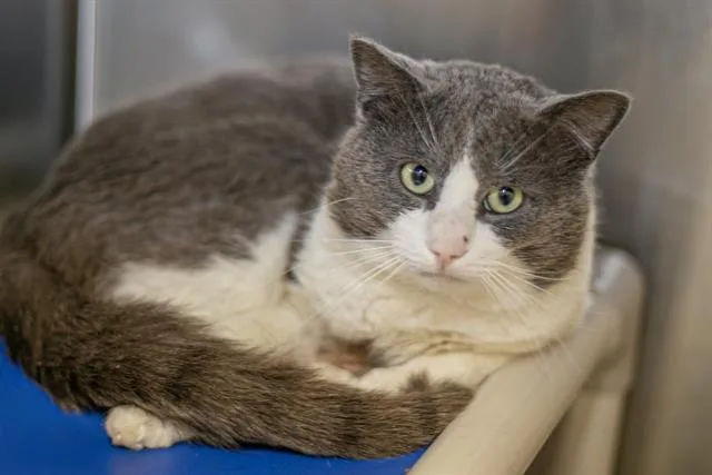 An adult medium-sized male Domestic Short Hair cat named Mandolin for adoption in Charlotte, NC