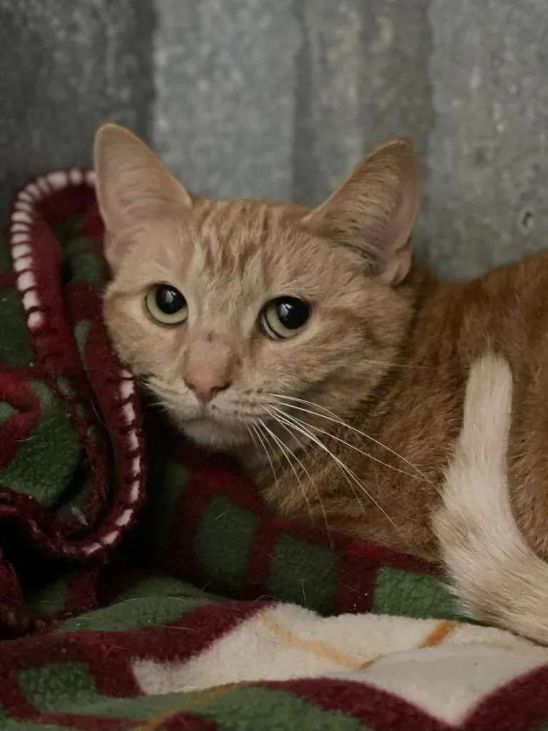 An adult medium-sized female Tabby (Orange / Red) Domestic Short Hair cat named Fern for adoption in Calhoun, KY