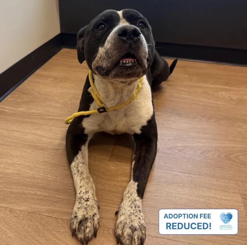A young medium-sized male Pit Bull Terrier dog named Propeller for adoption in Naperville, IL