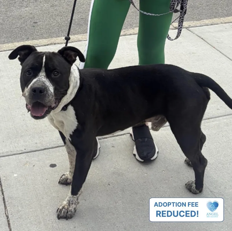 Propeller thumbnail 2